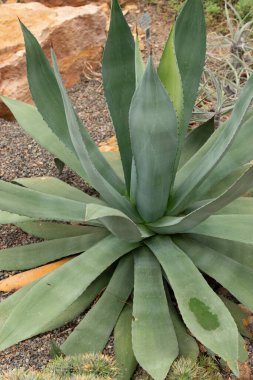 Zürih, İsviçre, 20 Nisan 2023 Agave Hurteri bitkisi botanik bahçesinde.