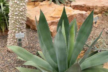 Zürih, İsviçre, 20 Nisan 2023 Agave Hurteri bitkisi botanik bahçesinde.