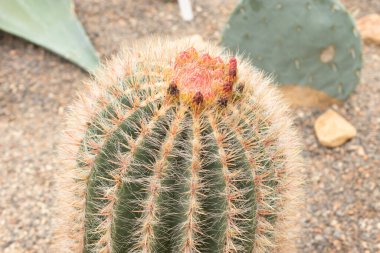 Zürih, İsviçre, 20 Nisan 2023 Ferocactus Pilosus veya botanik bahçesindeki Meksika kireç kaktüsü