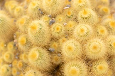 Zürih, İsviçre, 20 Nisan 2023 Parodia Leninghausii veya botanik bahçesindeki limon topu kaktüsü