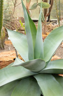 Zürih, İsviçre, 20 Nisan 2023 Agave Guiengola veya cremme brulee agave botanik bahçesinde