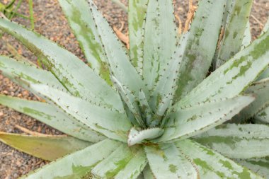 Zürih, İsviçre, 20 Nisan 2023 Aloe Petricola bitkisi botanik bahçesinde