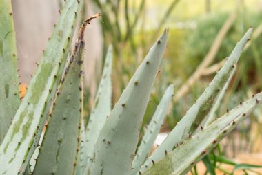 Zürih, İsviçre, 20 Nisan 2023 Aloe Petricola bitkisi botanik bahçesinde