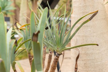 Zürih, İsviçre, 20 Nisan 2023 Aloe Plicatilis veya botanik bahçesindeki fan aloe