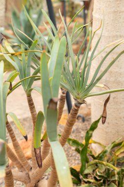 Zürih, İsviçre, 20 Nisan 2023 Aloe Plicatilis veya botanik bahçesindeki fan aloe
