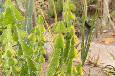 Zürih, İsviçre, 20 Nisan 2023 Euphorbia Grandicornis veya botanik bahçesindeki inek boynuzu bitkisi