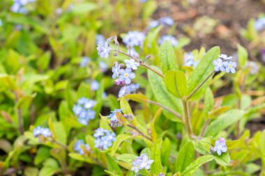 Zürih, İsviçre, 20 Nisan 2023 Myosotis Sylvatica veya ormanlık alanda beni unutmayın botanik bahçesinde çiçek açmayın