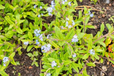 Zürih, İsviçre, 20 Nisan 2023 Myosotis Sylvatica veya ormanlık alanda beni unutmayın botanik bahçesinde çiçek açmayın