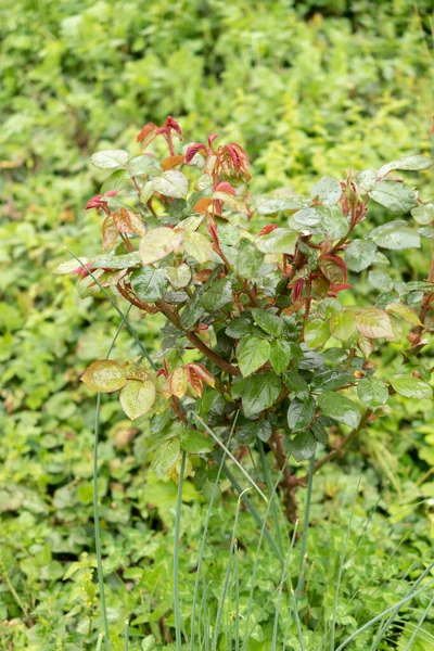Zürih Sviçre Nisan 2023 Rose Mme Therese Meyer Veya Rosaceae — Stok fotoğraf