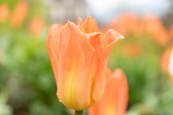 Zurych Szwajcaria Kwietnia 2023 Tulipa Fosteriana Lub Cesarz Pomarańczowy Ogrodzie — Zdjęcie stockowe