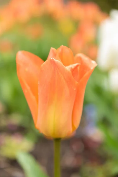 Zürih Sviçre Nisan 2023 Tulipa Fosteriana Veya Botanik Bahçesindeki Turuncu — Stok fotoğraf
