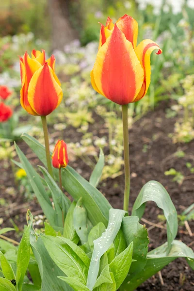 Zürih Sviçre Nisan 2023 Botanik Bahçesinde Lale Çiçekleri Yetişiyor — Stok fotoğraf