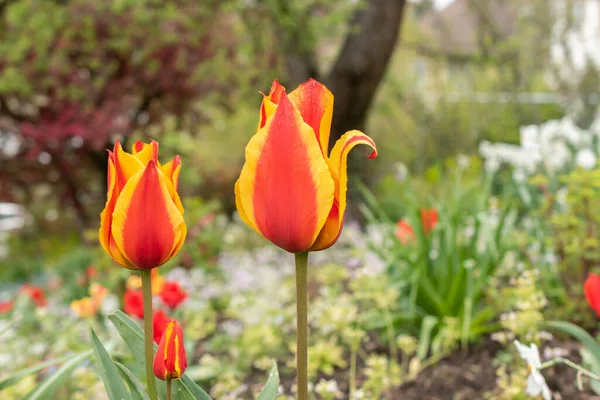 Zurych Szwajcaria Kwietnia 2023 Tulipan Rośnie Ogrodzie Botanicznym — Zdjęcie stockowe