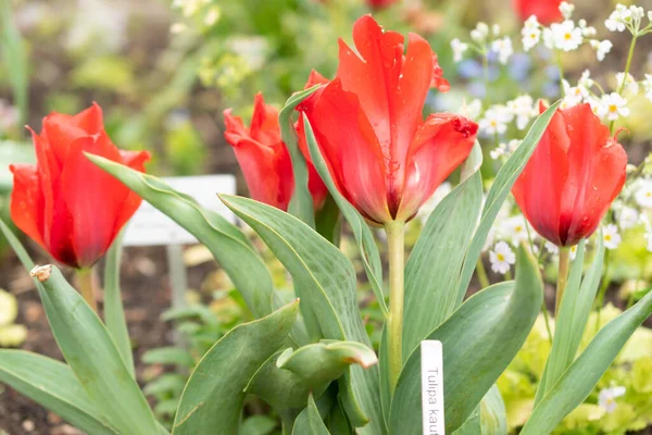 Zurych Szwajcaria Kwietnia 2023 Red Tulipa Kaufmanniana Ogrodzie Botanicznym — Zdjęcie stockowe