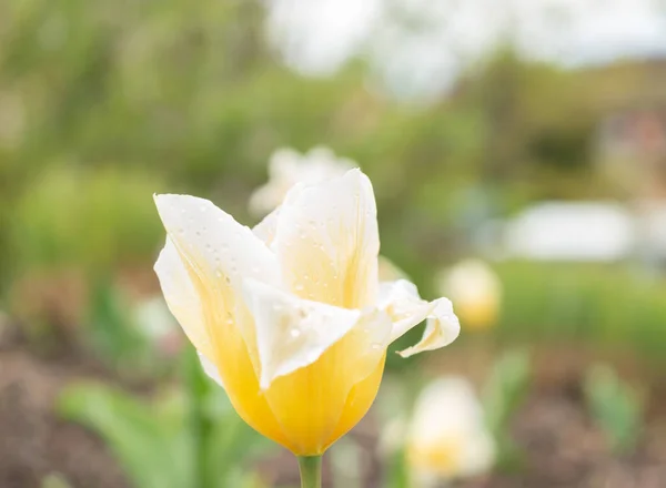 Zürih Sviçre Nisan 2023 Tulipa Fosteriana Botanik Bahçesinde — Stok fotoğraf