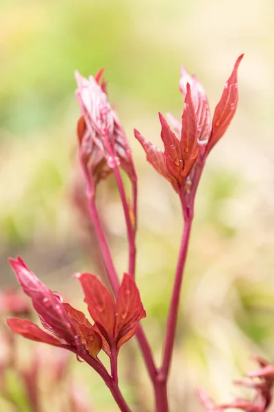 スイスのチューリッヒ2023年4月20日植物園の赤いペオニア植物 — ストック写真