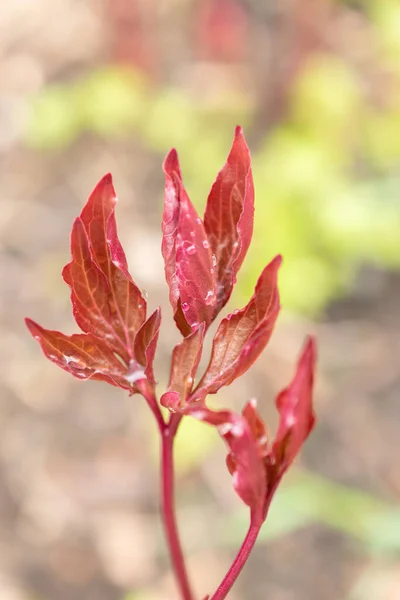 スイスのチューリッヒ2023年4月20日植物園の赤いペオニア植物 — ストック写真