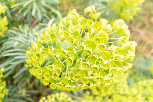 stock image Zurich, Switzerland, April 20, 2023 Euphorbia Cyparissias or cypress spurge at the botanical garden