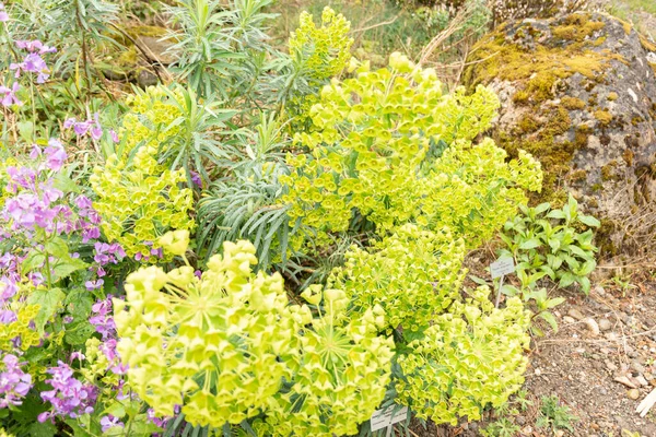 Zürih, İsviçre, 20 Nisan 2023 Euphorbia Cyparissias ya da botanik bahçesindeki selvi.