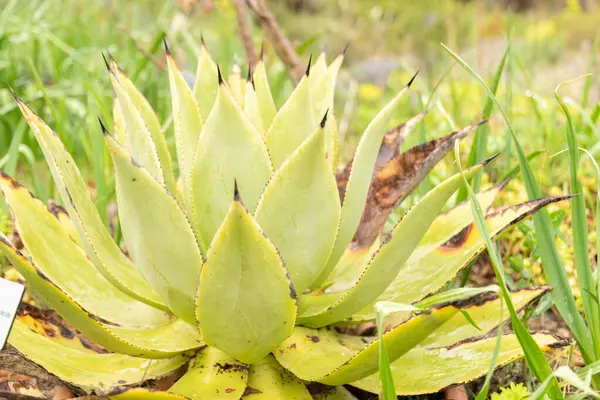 2023年4月20日 瑞士苏黎世 Agave Goeppertiana植物在植物园 — 图库照片