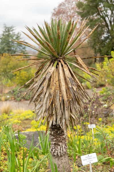 Zurych Szwajcaria Kwietnia 2023 Yucca Filifera Roślin Ogrodzie Botanicznym — Zdjęcie stockowe