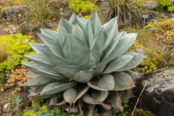 Zürih, İsviçre, 20 Nisan 2023 Agave Ovatifolia veya balina dili botanik bahçesinde agave