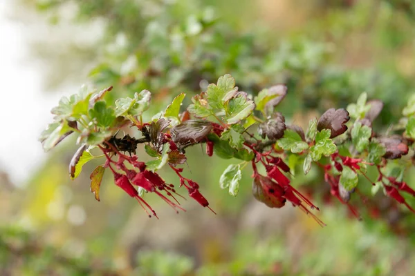 스위스 취리히 2023 리브스 스페셜 Ribes Speciosum 푸시아 Fuchsia 식물원에서 — 스톡 사진