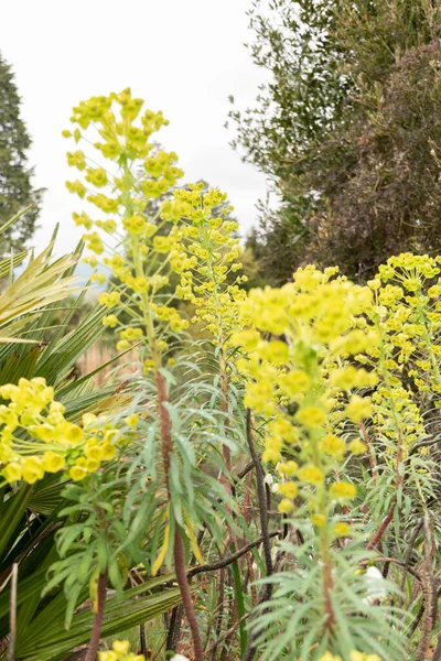 Zurich Switzerland April 2023 Euphorbia Characias Albanian Spurge Botanical Garden — Stock Photo, Image