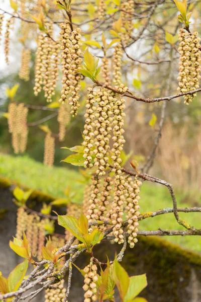 스위스 취리히 2023 식물원에 Stachyurus Praecox Spiketail Tree — 스톡 사진