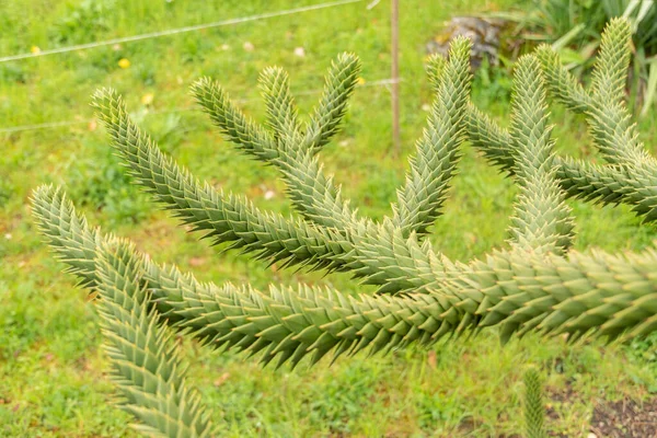 stock image Zurich, Switzerland, April 20, 2023 Araucaria Araucana or monkey puzzle tree at the botanical garden