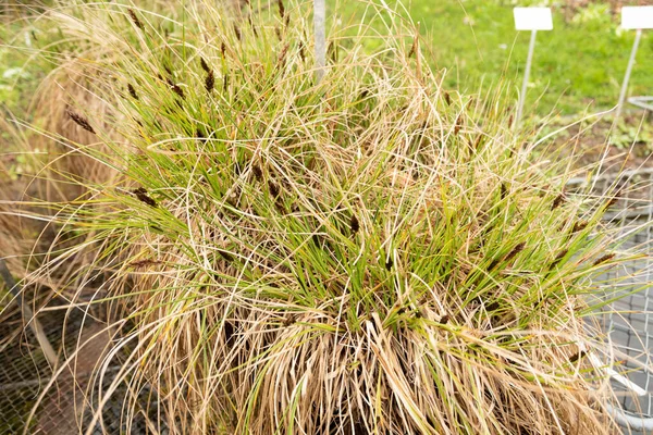 Zurich Switzerland April 2023 Carex Appropinquata Fibrous Tussock Sedge Botanical — Stock Photo, Image