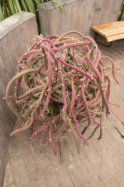 stock image Zurich, Switzerland, April 20, 2023 Selenicereus Grandiflorus or queen of the night cactus at the botanical garden