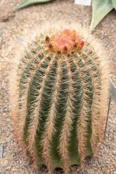 Zürih Sviçre Nisan 2023 Ferocactus Pilosus Veya Botanik Bahçesindeki Meksika — Stok fotoğraf