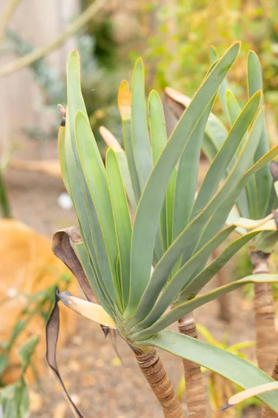 Curych Švýcarsko Dubna 2023 Aloe Plicatilis Nebo Ventilátor Aloe Botanické — Stock fotografie