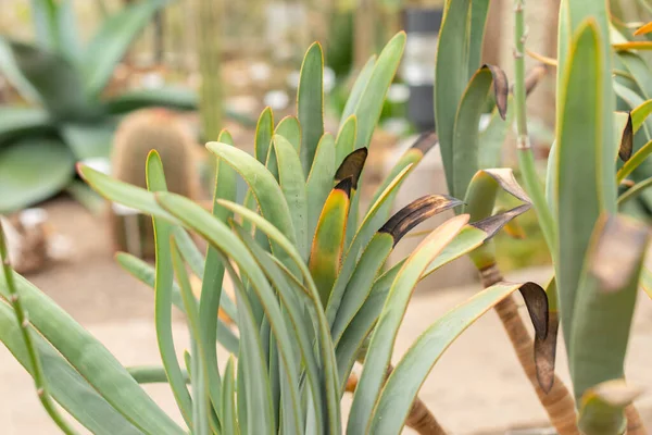 Zurique Suíça Abril 2023 Aloe Plicatilis Aloe Jardim Botânico — Fotografia de Stock