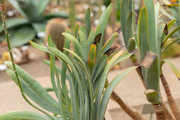 Zurique Suíça Abril 2023 Aloe Plicatilis Aloe Jardim Botânico — Fotografia de Stock