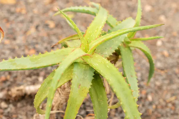 Curych Švýcarsko Dubna 2023 Rostlina Aloe Toroana Botanické Zahradě — Stock fotografie