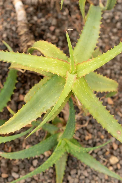 Zurique Suíça Abril 2023 Aloe Tororoana Planta Jardim Botânico — Fotografia de Stock