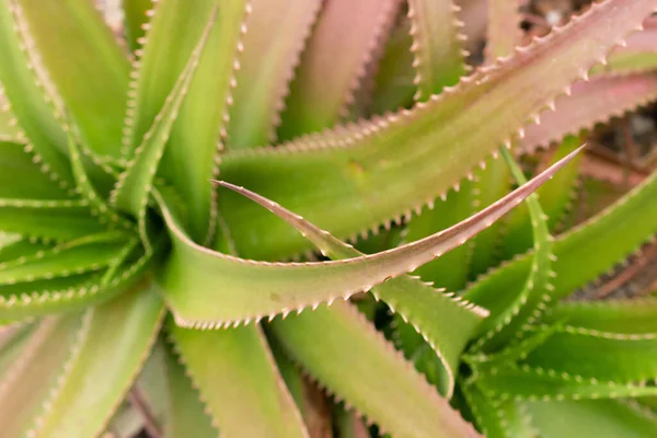 Zurique Suíça Abril 2023 Aloe Bussei Planta Jardim Botânico — Fotografia de Stock