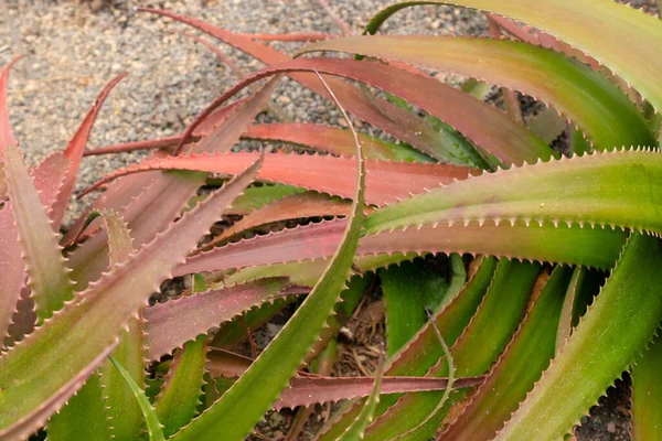 Zurigo Svizzera Aprile 2023 Pianta Aloe Bussei Nell Orto Botanico — Foto Stock
