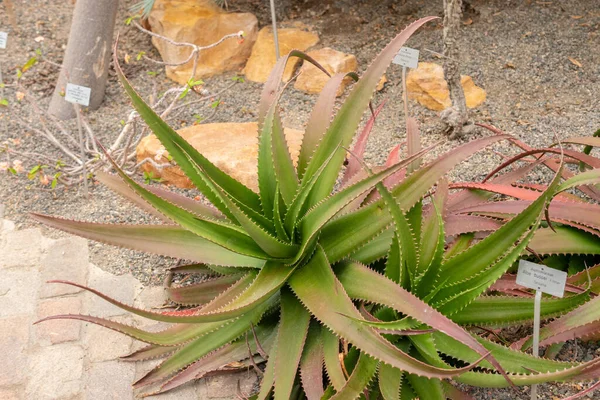 Zürih Sviçre Nisan 2023 Aloe Bussei Bitkisi Botanik Bahçesinde — Stok fotoğraf