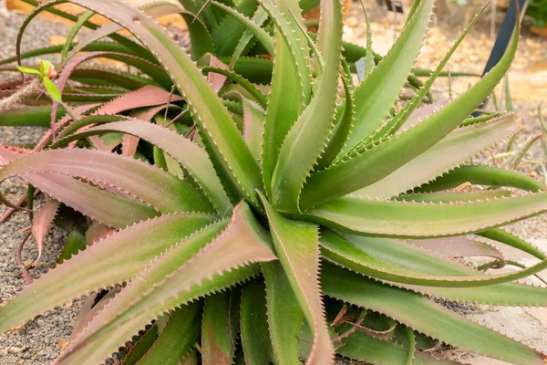 Zürih Sviçre Nisan 2023 Aloe Bussei Bitkisi Botanik Bahçesinde — Stok fotoğraf