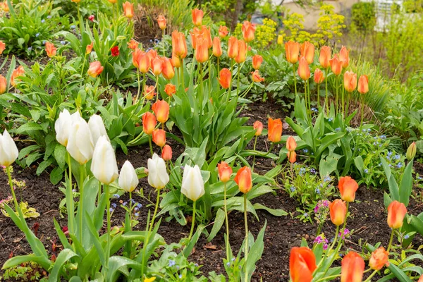 Zurych Szwajcaria Kwietnia 2023 Tulipan Kwiaty Ogrodzie Botanicznym — Zdjęcie stockowe