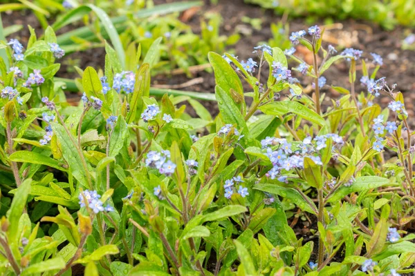 Zürih, İsviçre, 20 Nisan 2023 Myosotis Sylvatica veya ormanlık alanda beni unutmayın botanik bahçesinde çiçek açmayın