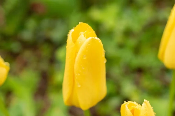 Zürih Sviçre Nisan 2023 Tulipa Sylvestris Botanik Bahçesinde Sağanak Yağmuru — Stok fotoğraf