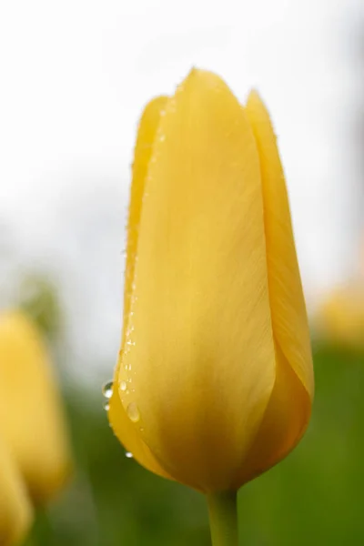 瑞士苏黎世 2023年4月20日 在一场雨中 郁金香花在植物园中绽放 — 图库照片