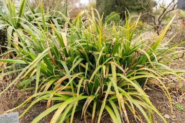 Zürih, İsviçre, 20 Nisan 2023 İlkbahar zamanı Botanik Bahçesi