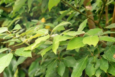 Zürih, İsviçre, 20 Nisan 2023 Botanik Bahçesindeki Tropikal ve egzotik tarlalar