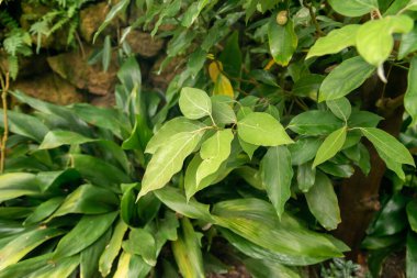 Zürih, İsviçre, 20 Nisan 2023 Botanik Bahçesindeki Tropikal ve egzotik tarlalar