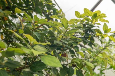 Zürih, İsviçre, 20 Nisan 2023 Botanik Bahçesindeki Tropikal ve egzotik tarlalar